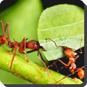How do ants protect plants?