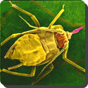 What are aphids?