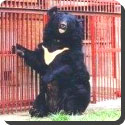 What is bear bile farming?