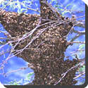 When do bees swarm?