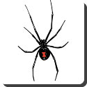 Where would you find a black widow?