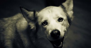 Bow-Wow, Says the Dog