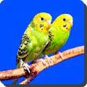 Where do budgerigars live in the wild?