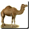 What does a camel store in its humps?