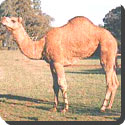 What is a Camel's hump for?