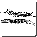 What is the difference between a centipede and a millipede?