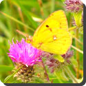 What is a 'Clouded Yellow'?