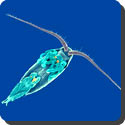 What are copepods?