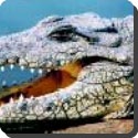 Is Crocodile Tears Real?