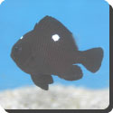 What is the domino damsel fish?