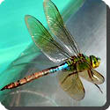 How fast can a dragonfly fly?