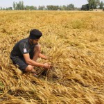 Unseasonal rains add to farmers’ woes. With torrential rain already causing much misery for farmers thus far and destroying crops, farmers now pray for a dry spell to harvest their almost ready wheat crop at Paragpur village in Jalandhar