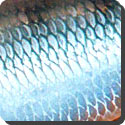 What are fish scales?
