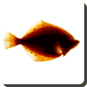 What are flatfish?