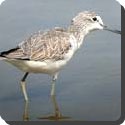 What is a greenshank?