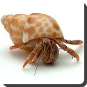 When does a hermit crab change it's shell?