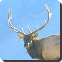 What is the difference between antlers and horns?