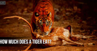 How much does a tiger eat?