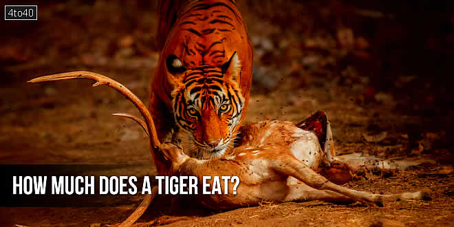 How much does a tiger eat?