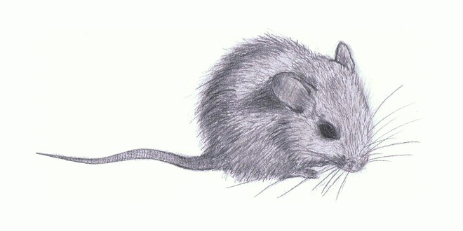 How to draw mouse