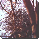 What is the western magpie's nest composed of?