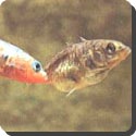 When does the male stickleback turn red?