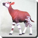 What is the Okapi?