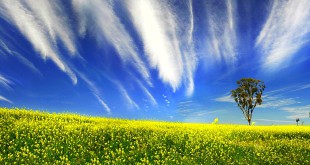 फागुनी संगीत में - डॉ. सरस्वती माथुर