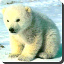 How did the polar bear evolved?