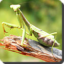 What are praying mantis?