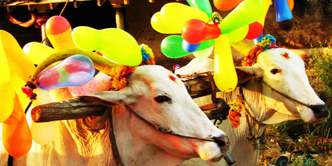 What is the Significance of Pongal festival?