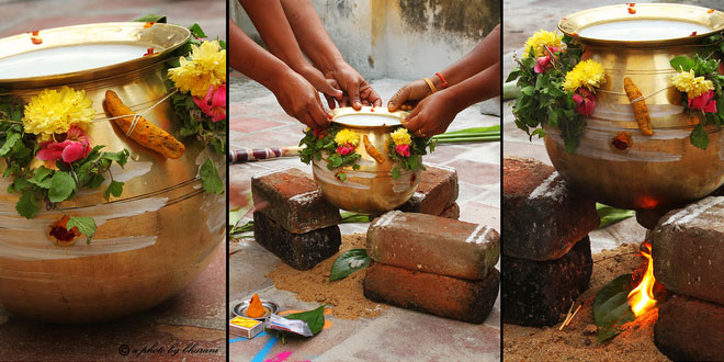 When is Thai Pongal Celebrated?