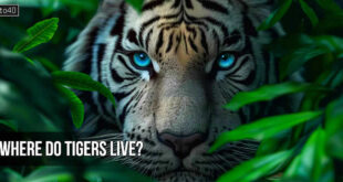 Where do tigers live?