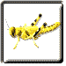 Why do Locusts Swarm?