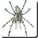 Why does the spider family bear the name Archnida?