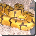 Why is the ball python so called?
