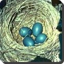 Why are 'birds' eggs so shaped?