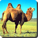 Why does the camel have a hump?