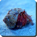 Why does the Hermit Crab live in a shell?
