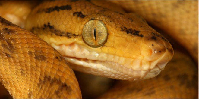 How can you distinguish between poisonous and non-poisonous snakes?