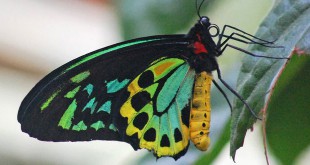 How do butterflies grow wings when caterpillars don't have them?