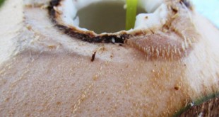 How does a coconut kernel get filled with water and why doesn't it evaporate?