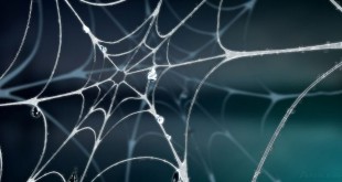How does a spider create its web?