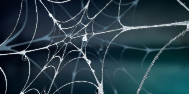 How does a spider create its web?