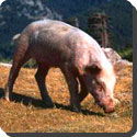 Why is the animal called a pig, and its meat called pork? 