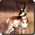 Why is the Pronghorn so called?