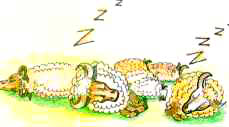 In Pin Tin - Sleeping Sheeps