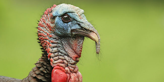 Thanksgiving Poem about being a Turkey: Thankful
