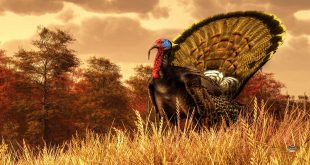 Short Thanksgiving Day English Poem: Thanksgiving Stands For