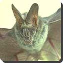 Why are Vampire bats dangerous?